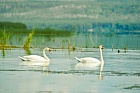 Лебеди на реке Усень